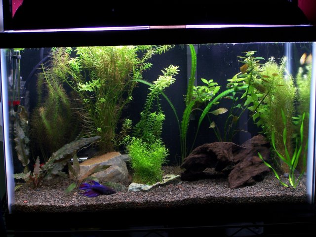 100_2368.JPG