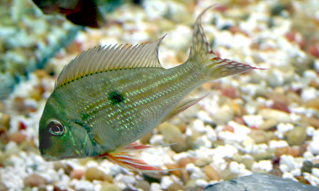 GeophagusSurinamensis3.jpg