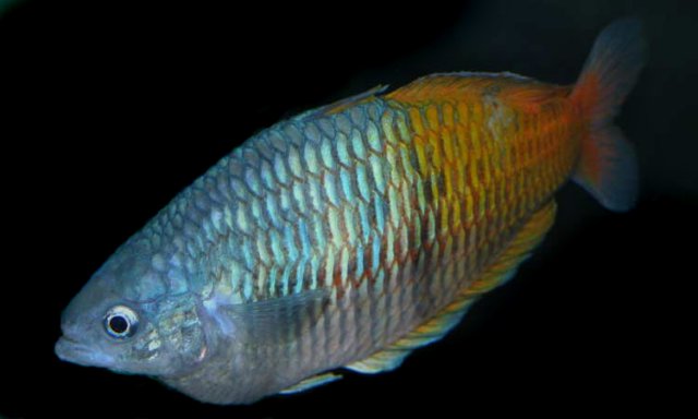 BosemaniRainbow2.jpg