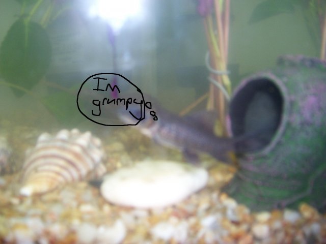 black shark 001.jpg