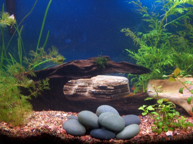 28 gallon tank.JPG