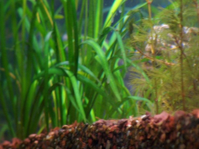 vallisnerias and cabombas.JPG