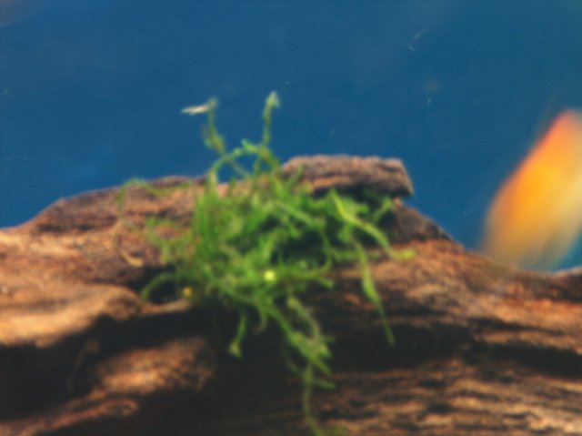 java moss.JPG