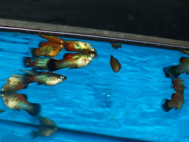 platys 1.JPG