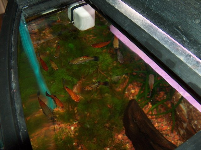 platys overhead shot.JPG