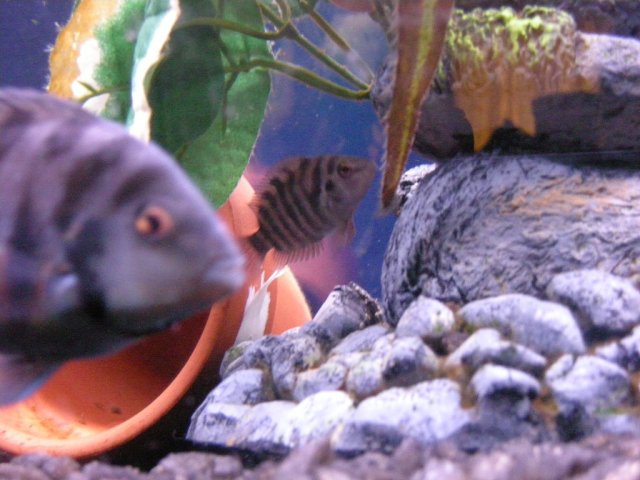 DSCN0372.JPG
