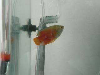 gourami1.jpg gourami1.jpg