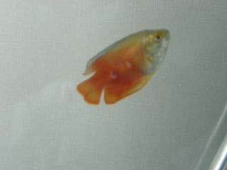 gourami2.jpg gourami2.jpg