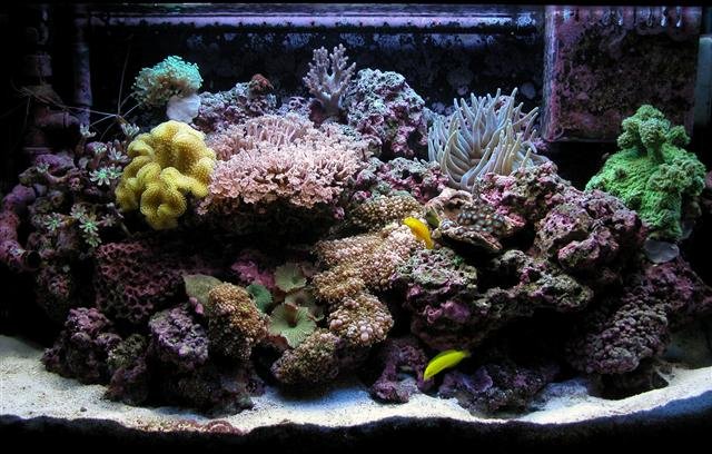 Tank 2 (Small).jpg