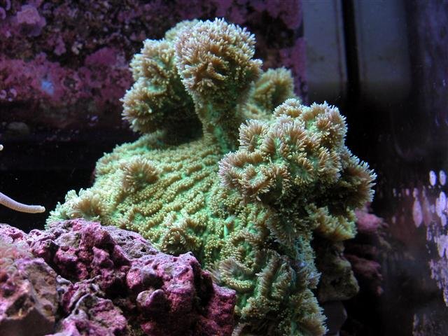 Horn Coral 4 (Small).jpg