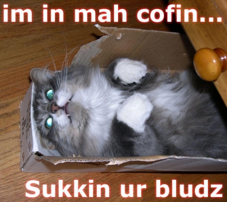 lolcatsdotcomr3o77mmg9xmhpl4n.jpg