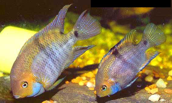 cichlids.JPG