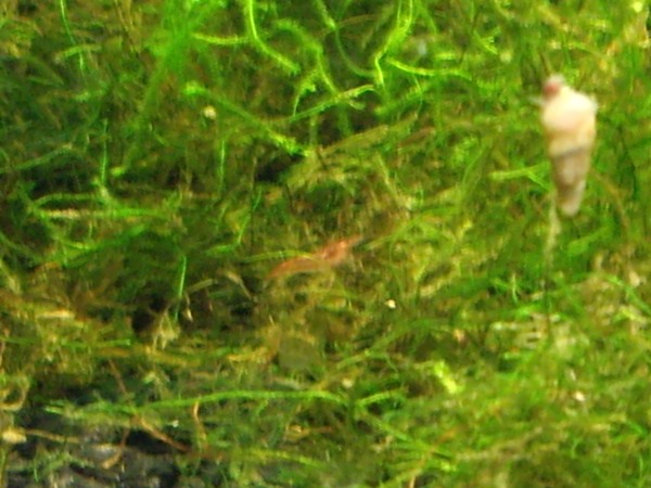 Cherry shrimp in moss.JPG