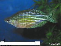 01 rainbowfish_AUSTRALIAN_large.jpg