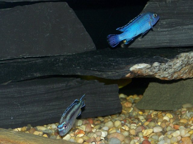 new tank pics 007.jpg