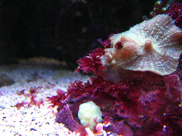 Algae 004.jpg