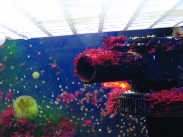Algae 002.jpg