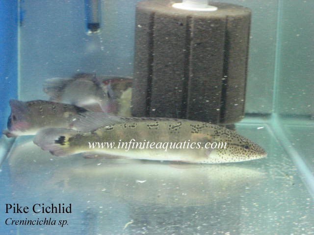 Crenincichla sp.jpg