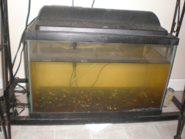10gallon Planted Project 001.jpg