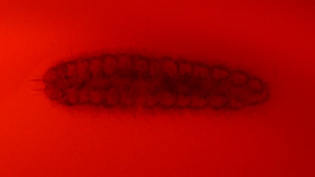 worm-1.jpg