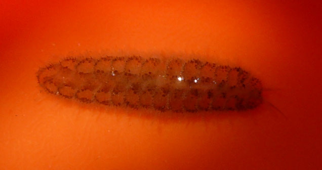worm-2.jpg