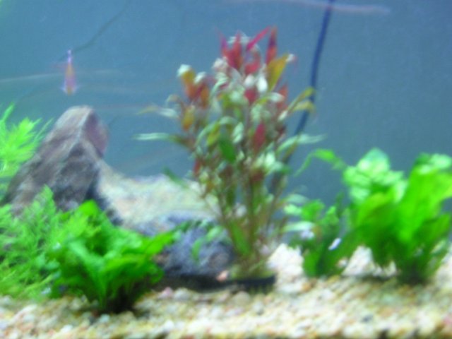 fish tank 002.jpg