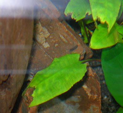 leaves2.jpg