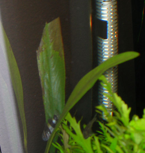 leaves4.jpg