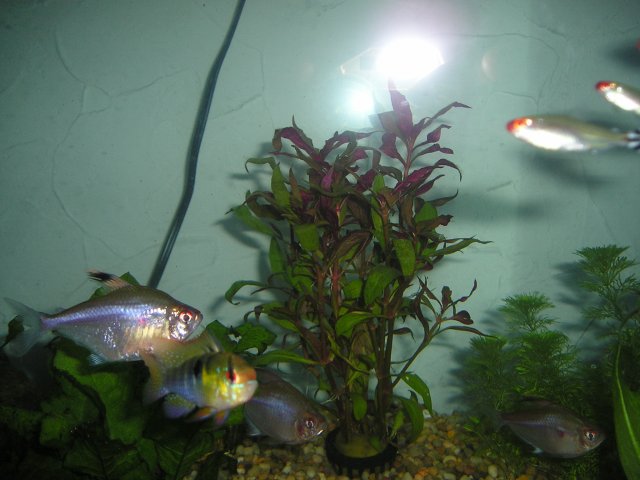 fish tank.jpg