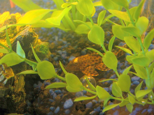 2008-01-25 Pleco.jpg
