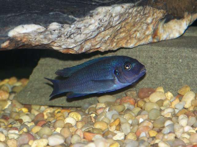 new tank pics 006.jpg