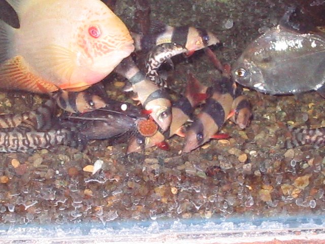 IMG_0483.JPG
