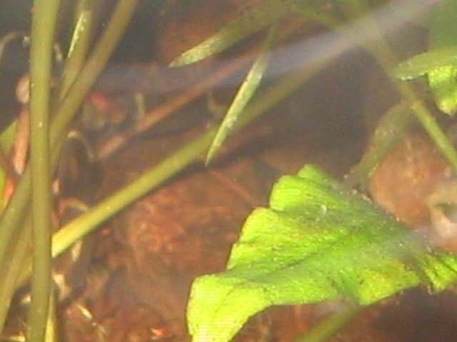 IMG_0516.JPG