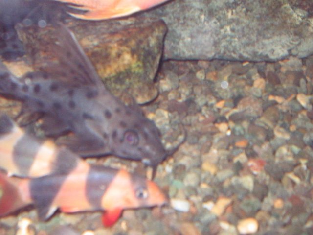 IMG_0463.JPG