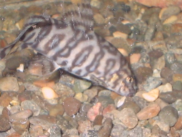 IMG_0494.JPG