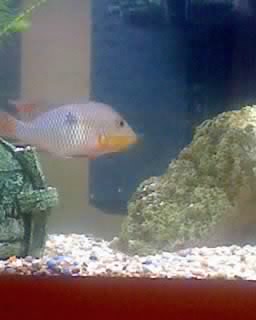 bob 1_0001.jpg