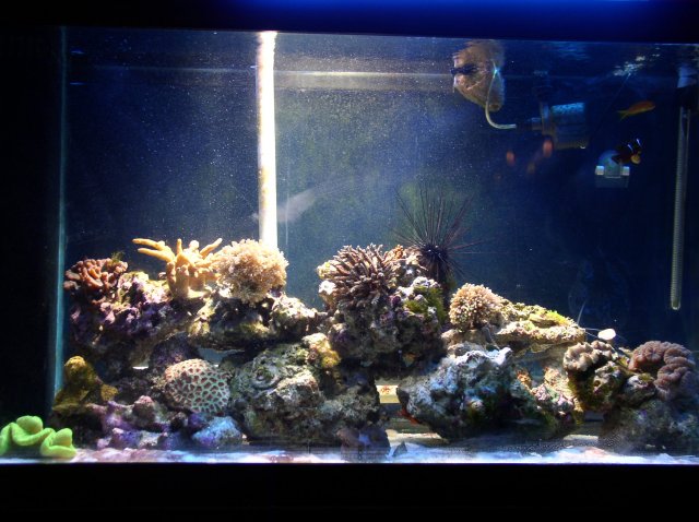 my tank 002.JPG