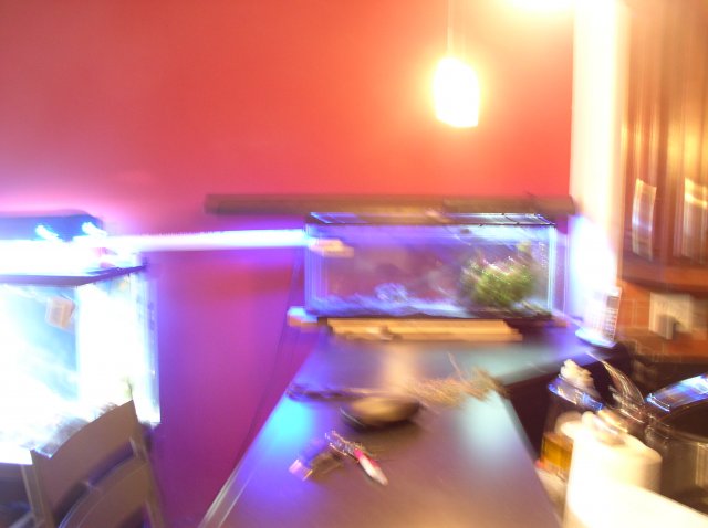 my tank 009.JPG