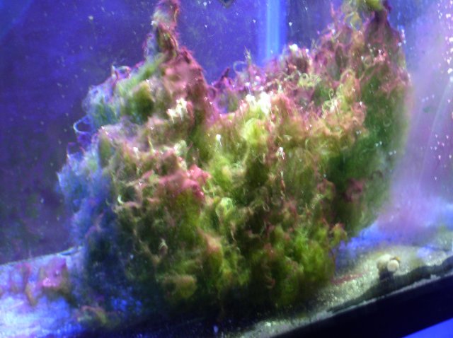my tank 011.JPG