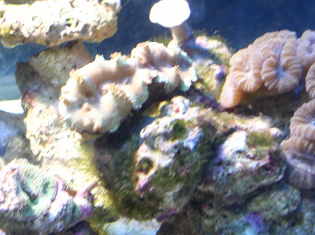 my tank 004.JPG