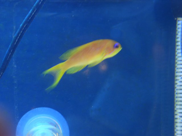 my tank 005.JPG