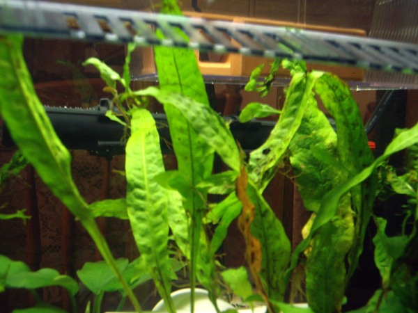 Java Fern Adults.JPG