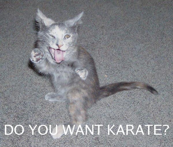 20070530-karatecat.jpg