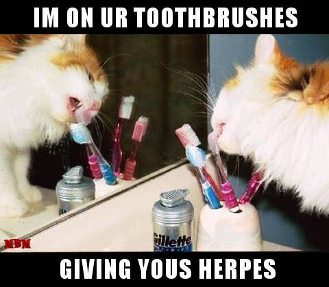 cattoothbrushessq4.jpg