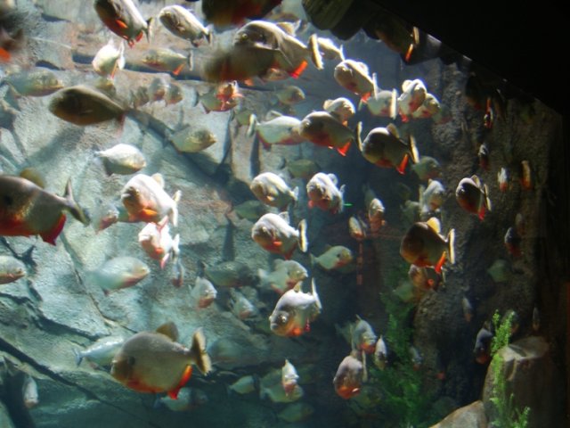 p_STA70194.JPG