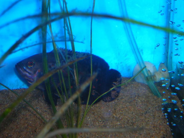DSCN2113.JPG