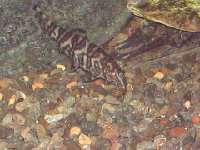 IMG_0497.JPG IMG_0497.JPG