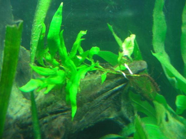 Java Fern1.JPG