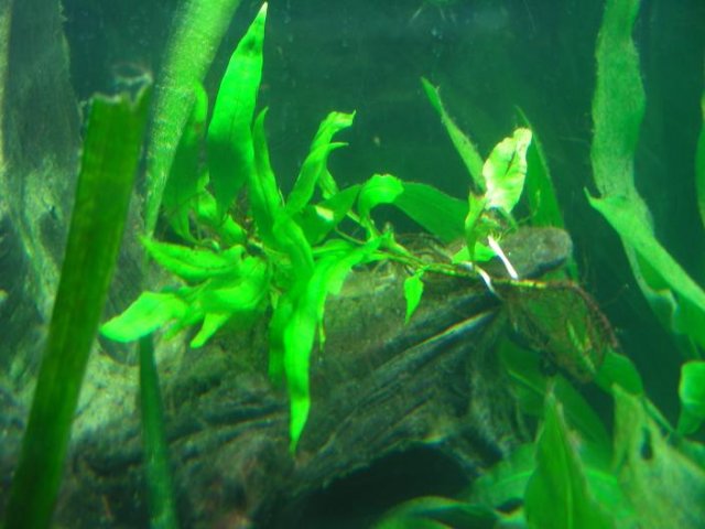 Java Fern2.JPG