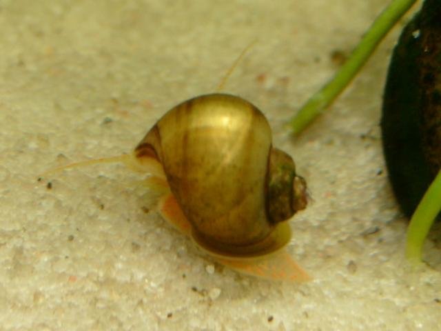 snail in tank.jpg